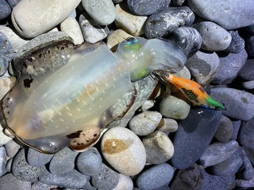 アオリイカの釣果