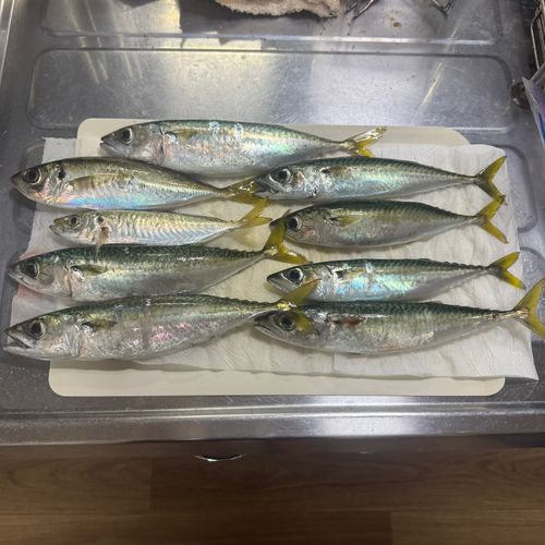 サバの釣果