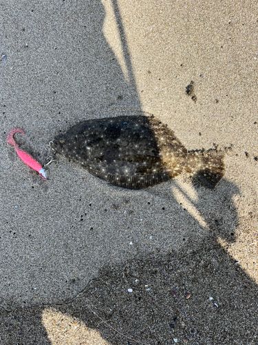ソゲの釣果