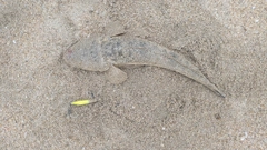 マゴチの釣果