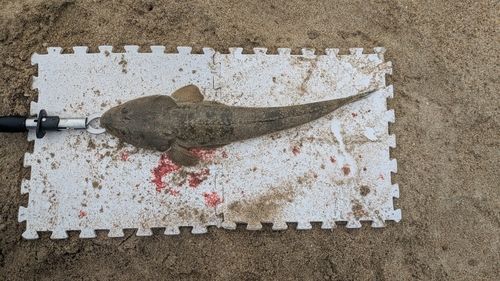 マゴチの釣果