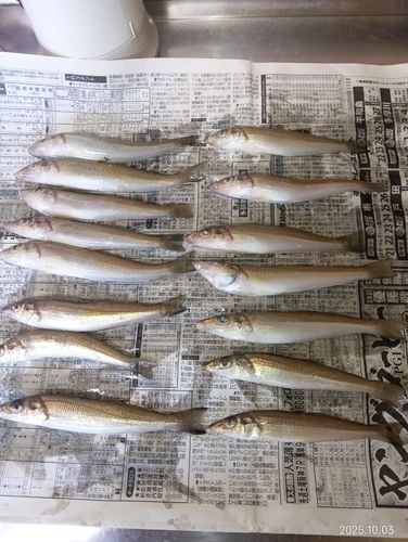 キスの釣果