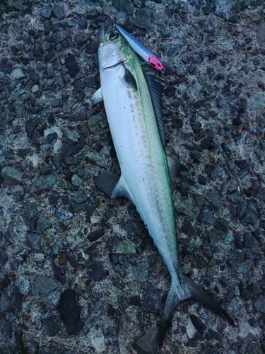 サゴシの釣果