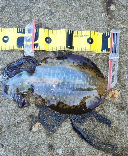イカの釣果