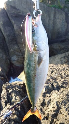 ワラサの釣果