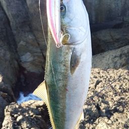 ワラサ