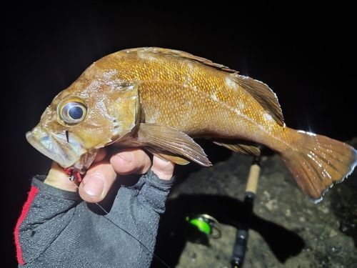 エゾメバルの釣果