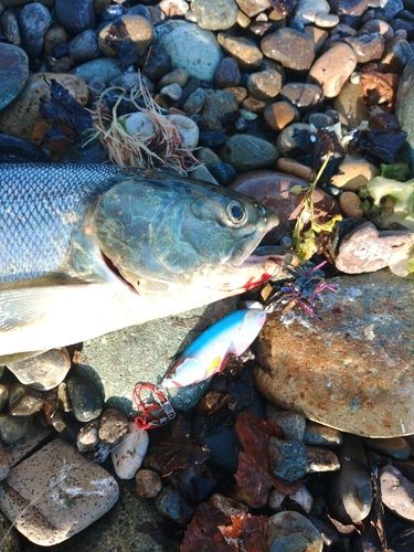 アキアジの釣果