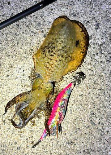 アオリイカの釣果