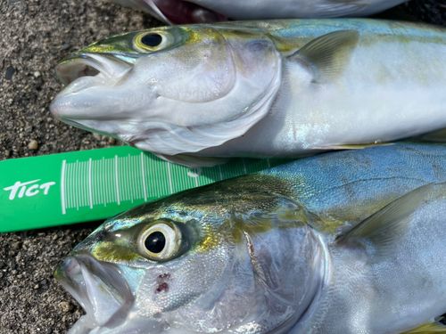ワカシの釣果