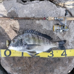 クロダイの釣果