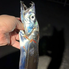 タチウオの釣果