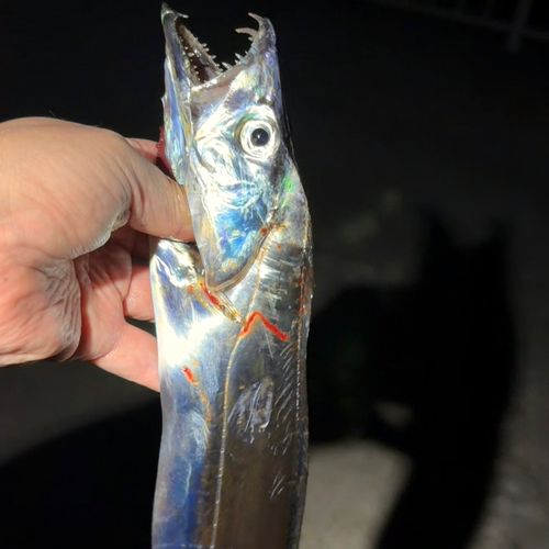 タチウオの釣果