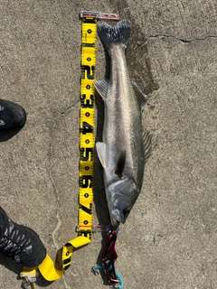 マルスズキの釣果