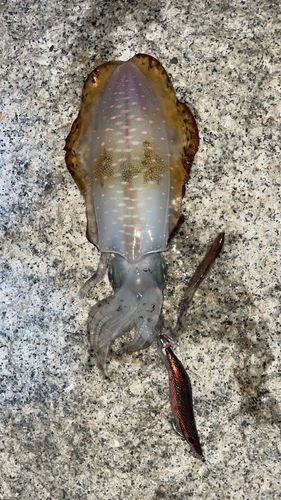 アオリイカの釣果
