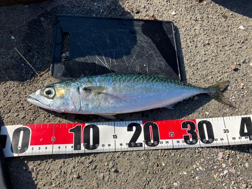 サバの釣果