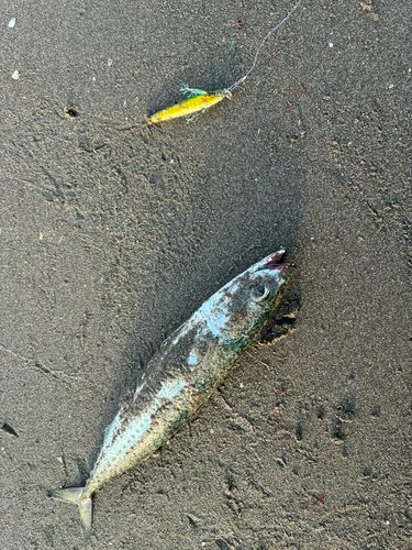 三浦海岸