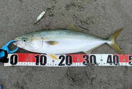 イナダの釣果