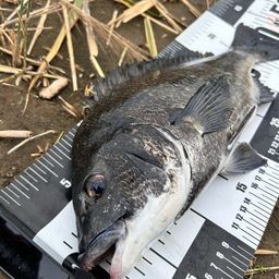 クロダイ