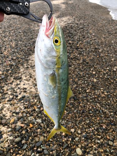 ヤズの釣果