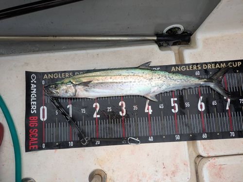 サワラの釣果