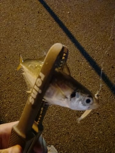 博多湾