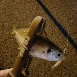 アジ