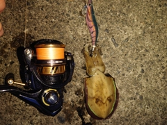コウイカの釣果