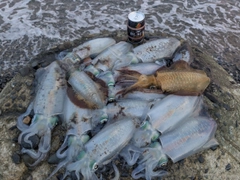 アオリイカの釣果