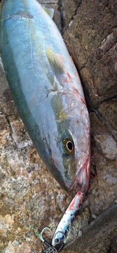 ツバスの釣果