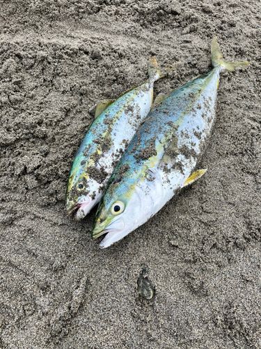 イナダの釣果