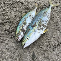 イナダ