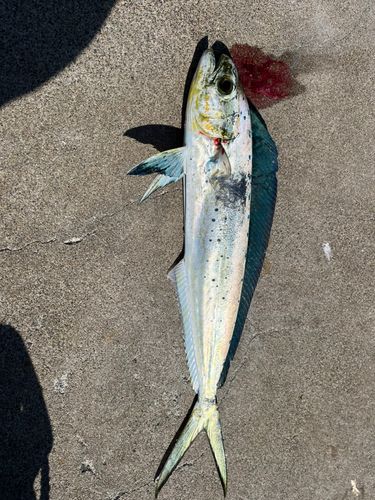 青森湾