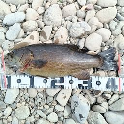 スモールマウスバス