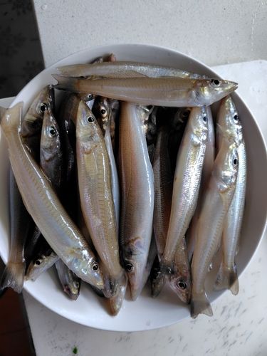 キスの釣果