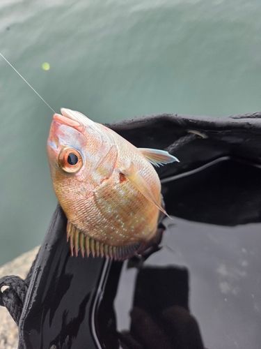 チャリコの釣果