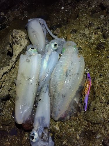 アオリイカの釣果