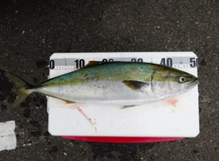 ワラサの釣果