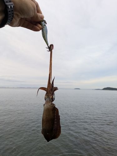 西浦