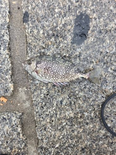 アイゴの釣果