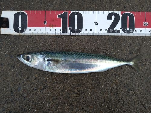 サバの釣果