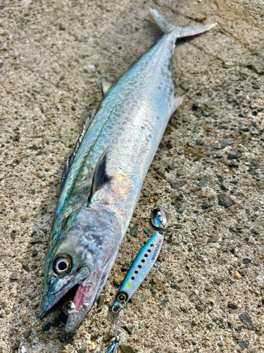 サゴシの釣果