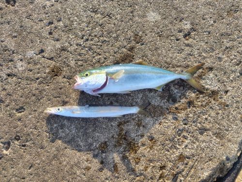 ワカシの釣果