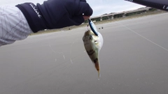 シロサバフグの釣果