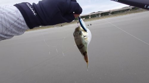 シロサバフグの釣果