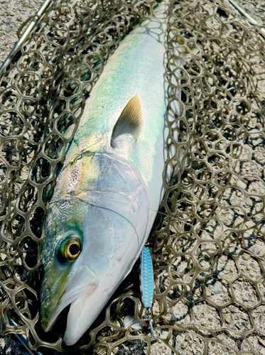 メジロの釣果