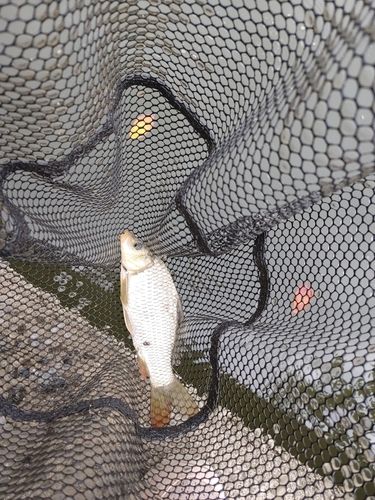 コイの釣果