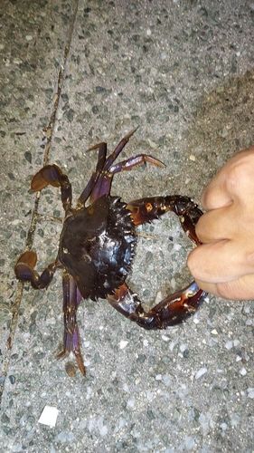 マダコの釣果