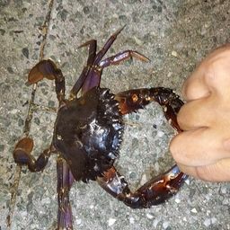 マダコ