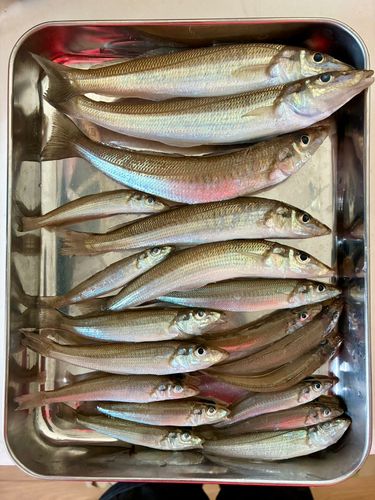 新舞子海岸（富津）